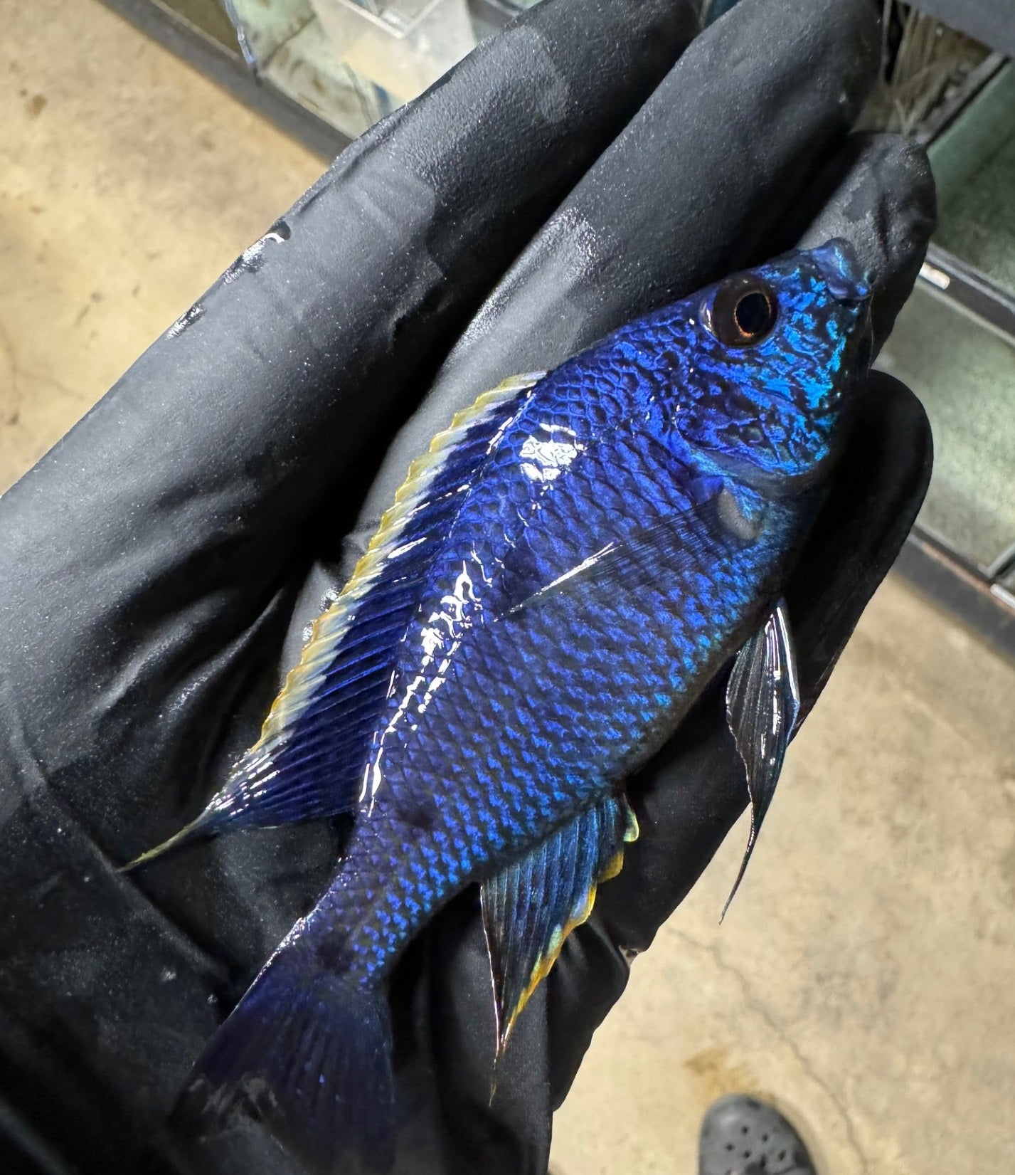 Azureus Cichlid