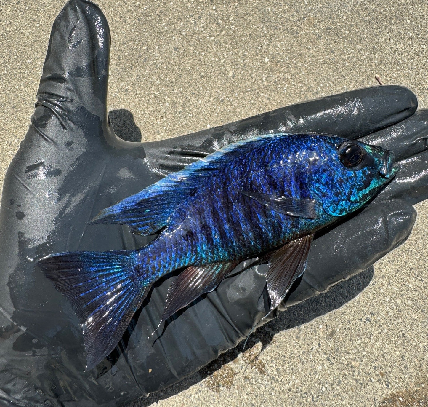 Azureus Cichlid