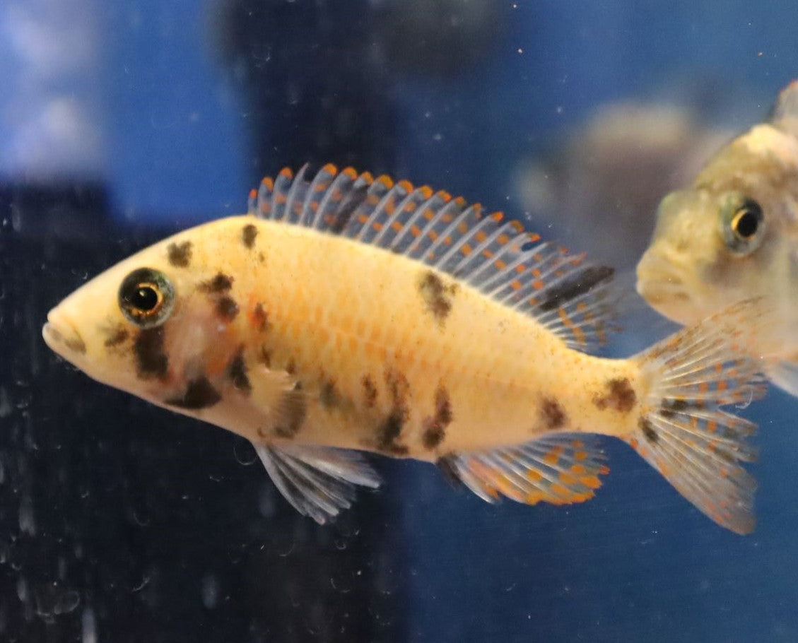 Female OB Peacock