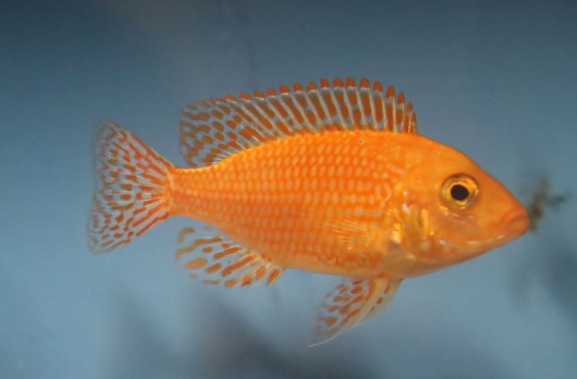Dragon-Blood-Cichlid
