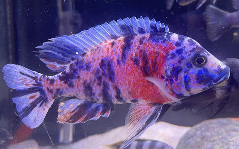 OB Peacock Cichlid