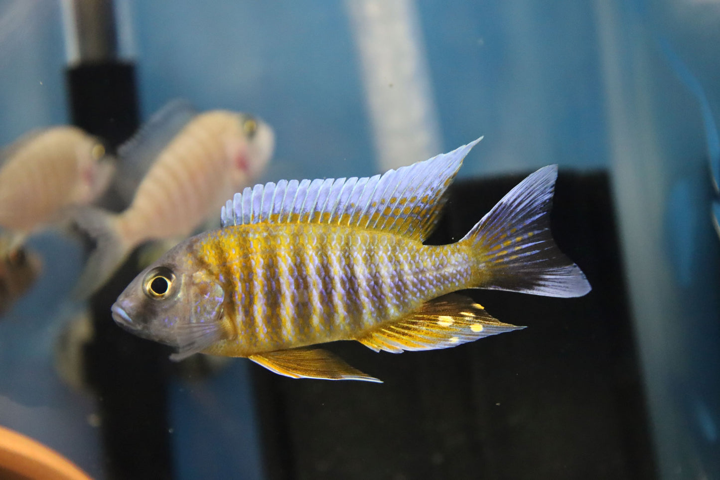 Swallowtail Cichlid