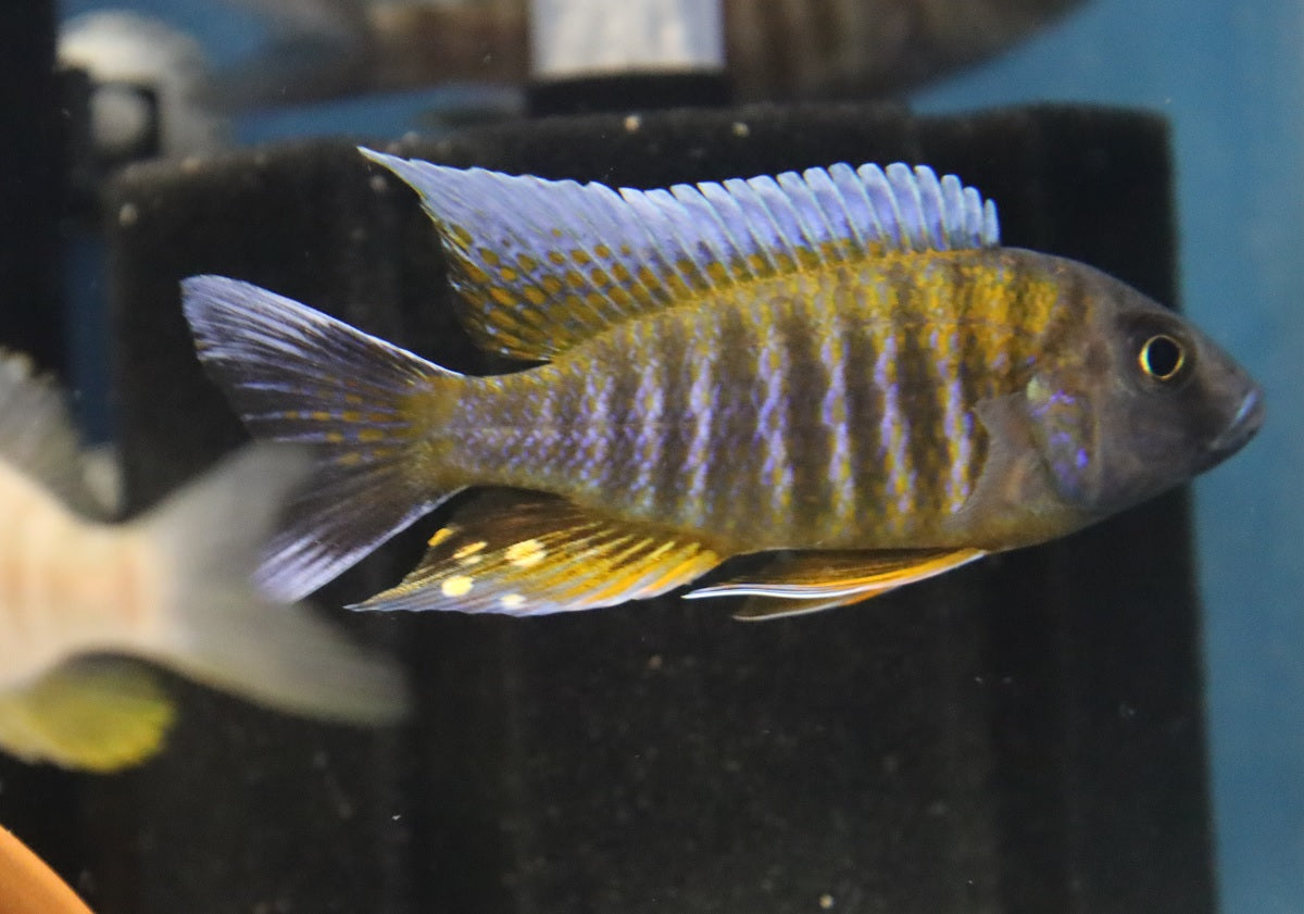 Swallowtail Peacock Cichlid
