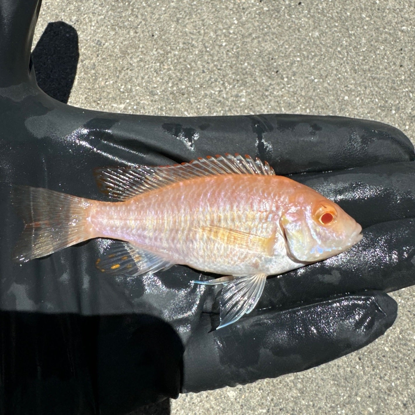 Albino Dragon Blood Peacock
