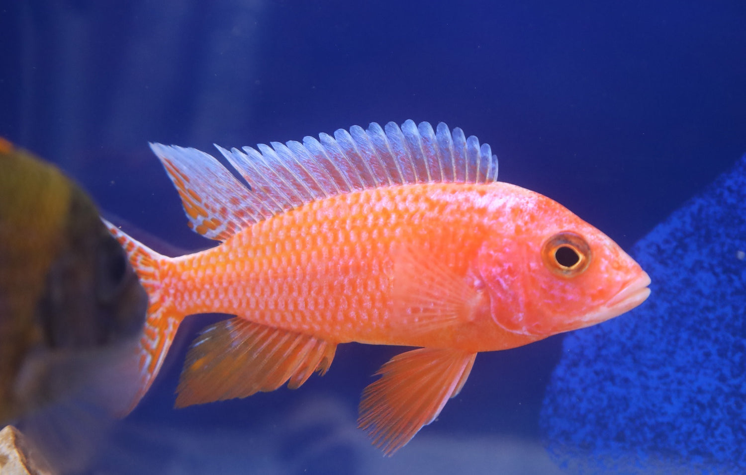 Aulonocara Firefish Cichlid Peacock