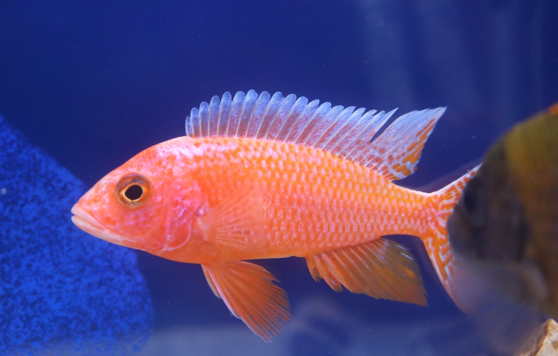Aulonocara Firefish Cichlid