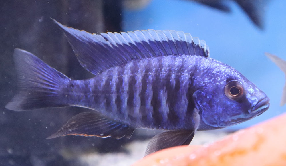 azureus cichlids
