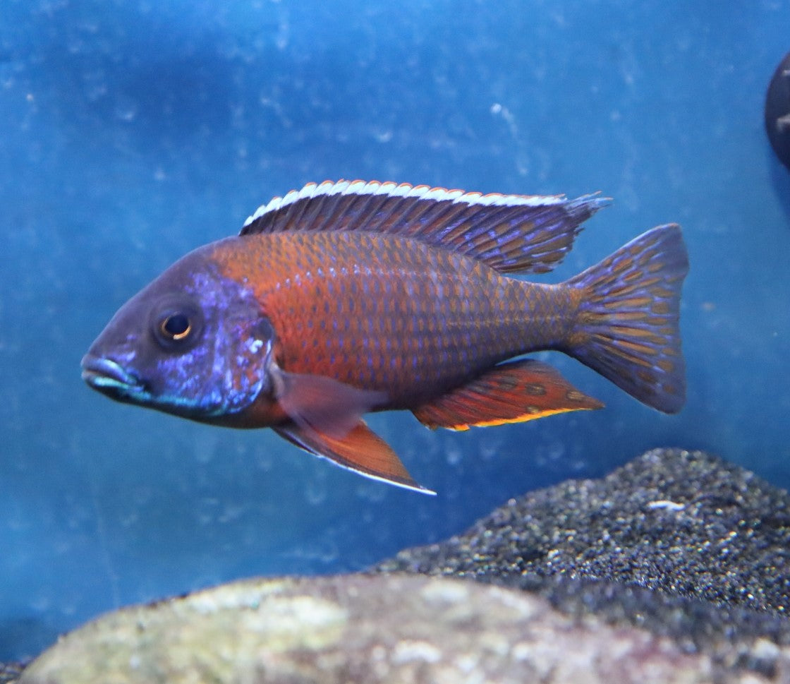 Blue Dragon Blood Peacock Cichlid
