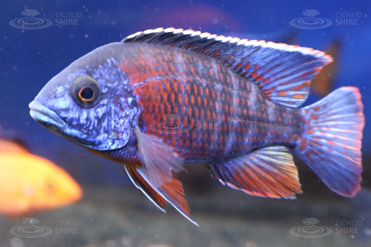 Blue Dragon Blood Peacock Cichlid
