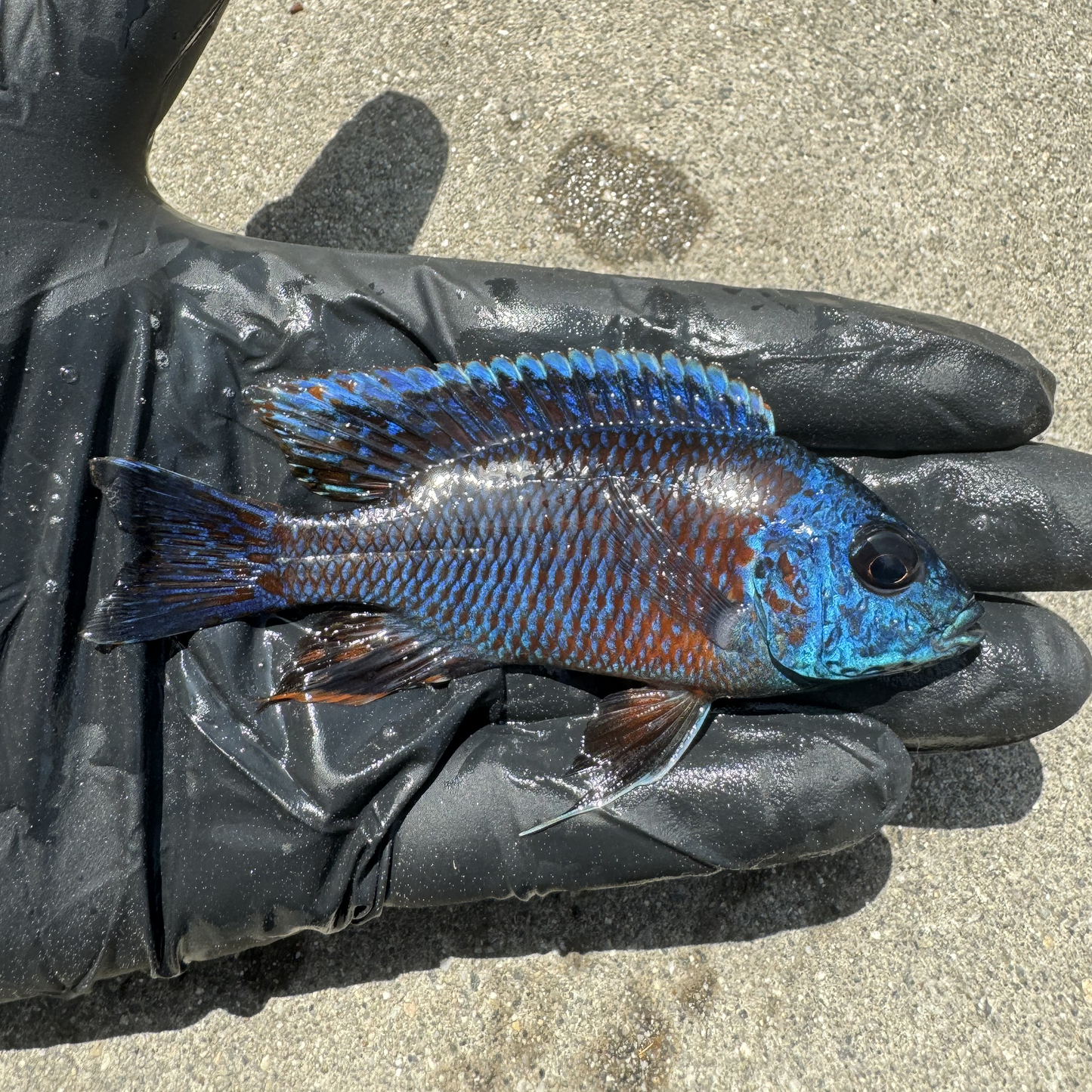 Peacock Cichlid Package for Sale