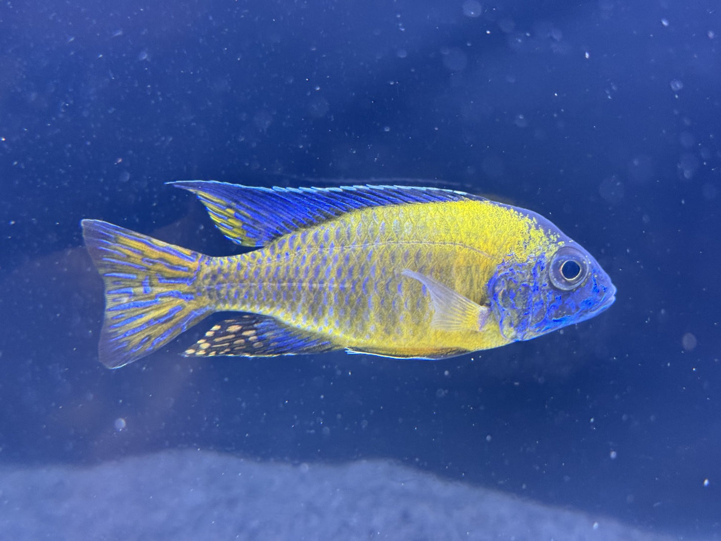 Blue Neon Cichlid