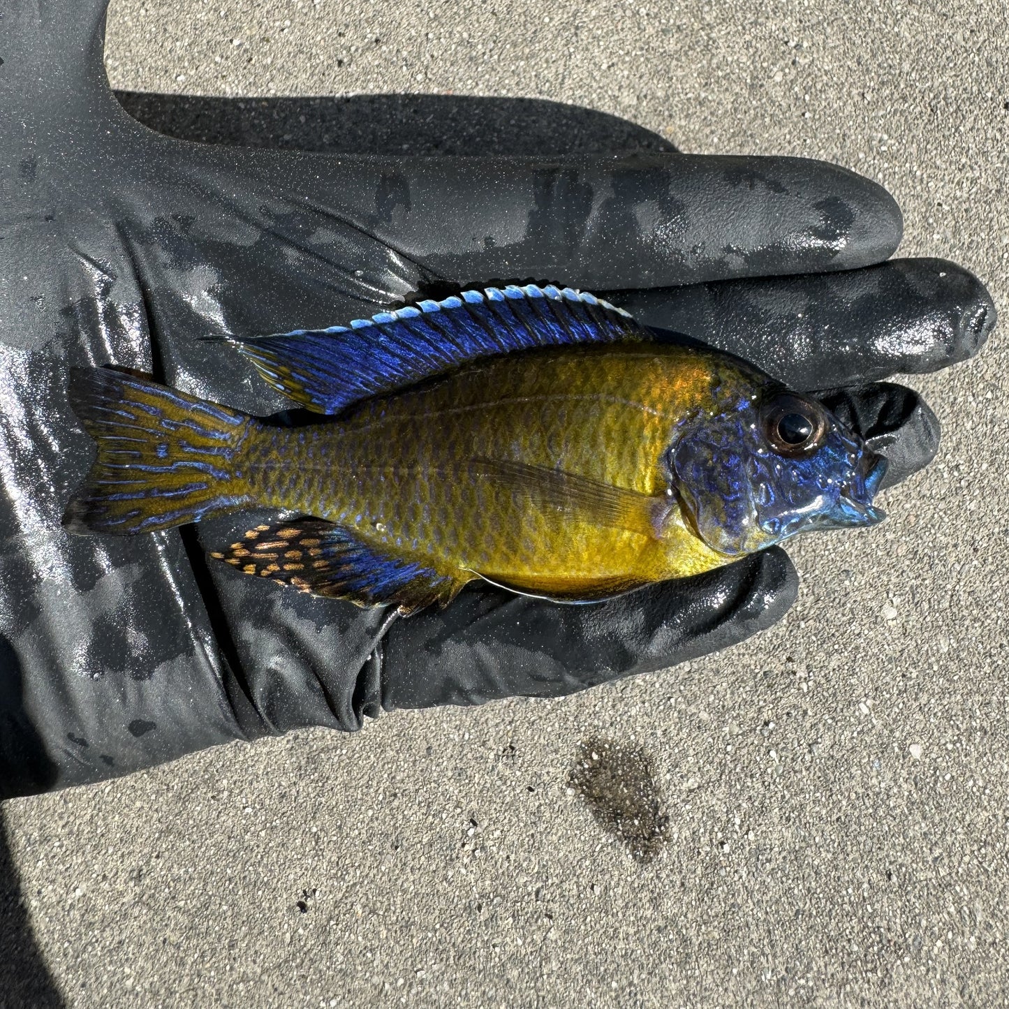Blue Neon Cichlid