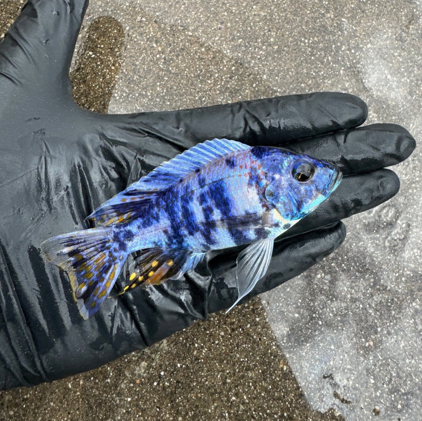 Blueberry OB Cichlid
