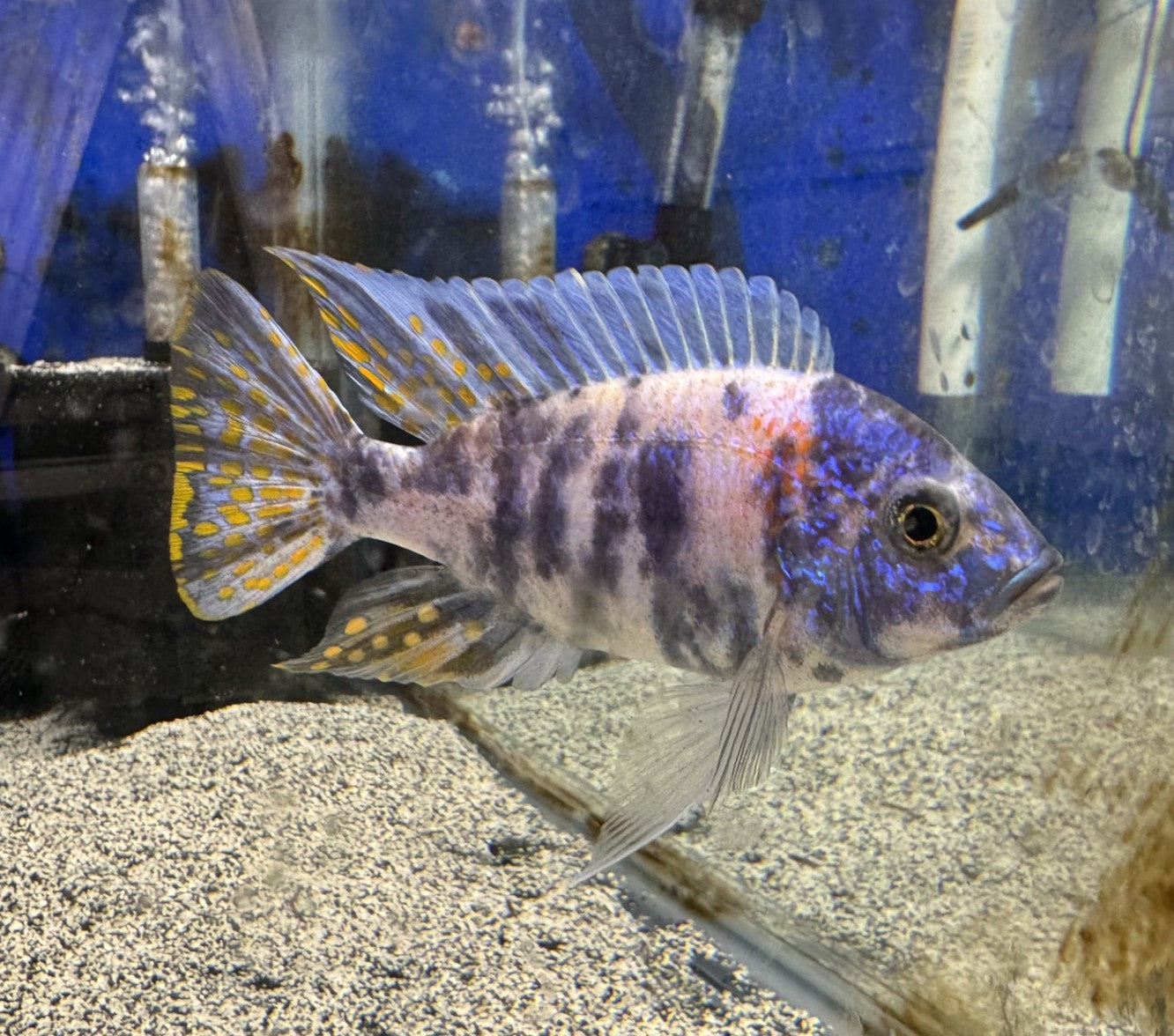 Blueberry OB Cichlid