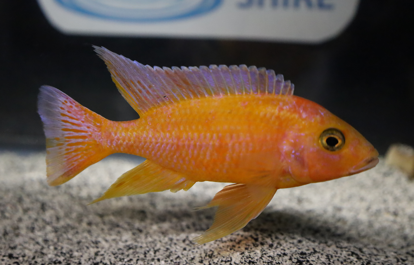 Dragon Blood Peacock Cichlid