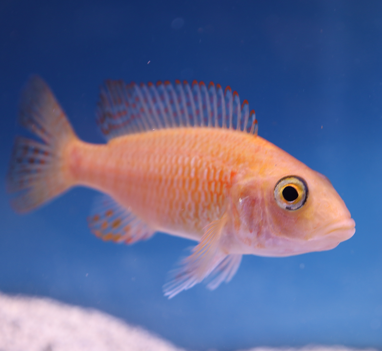 Female Dragon Blood Peacock