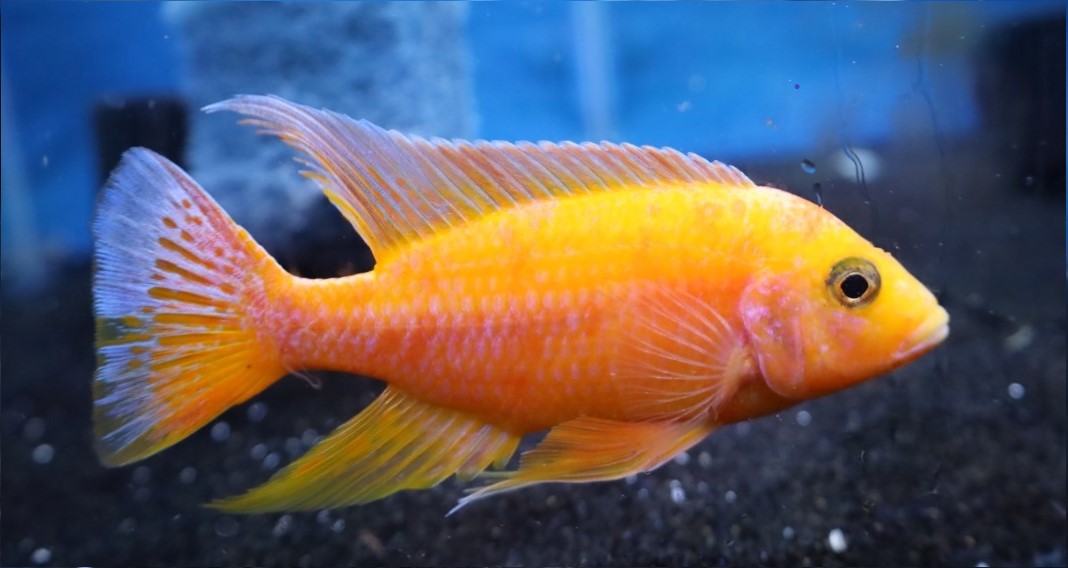 Dragon Blood Peacock Cichlid