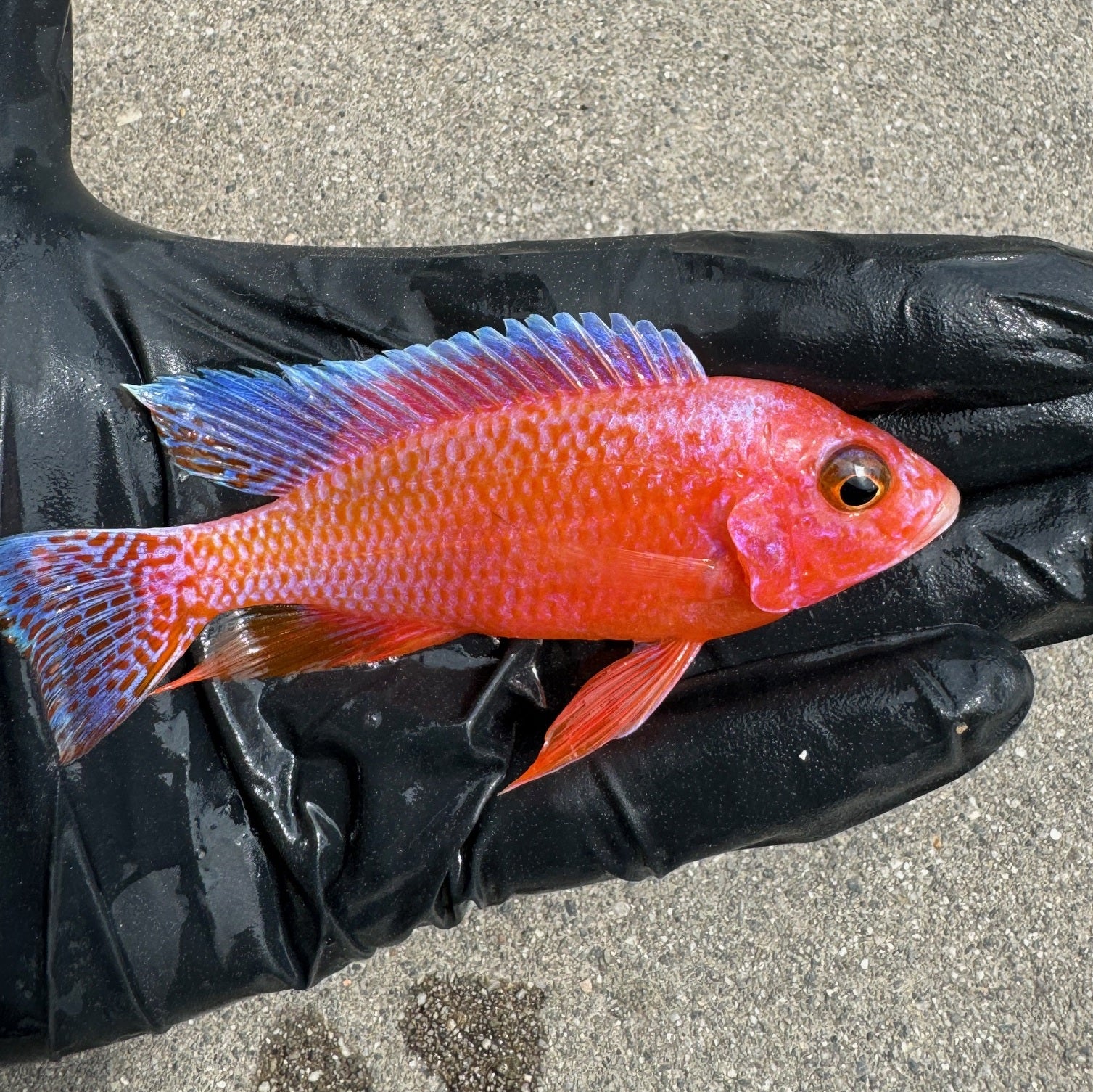 Strawberry Peacock Cichlid for Sale