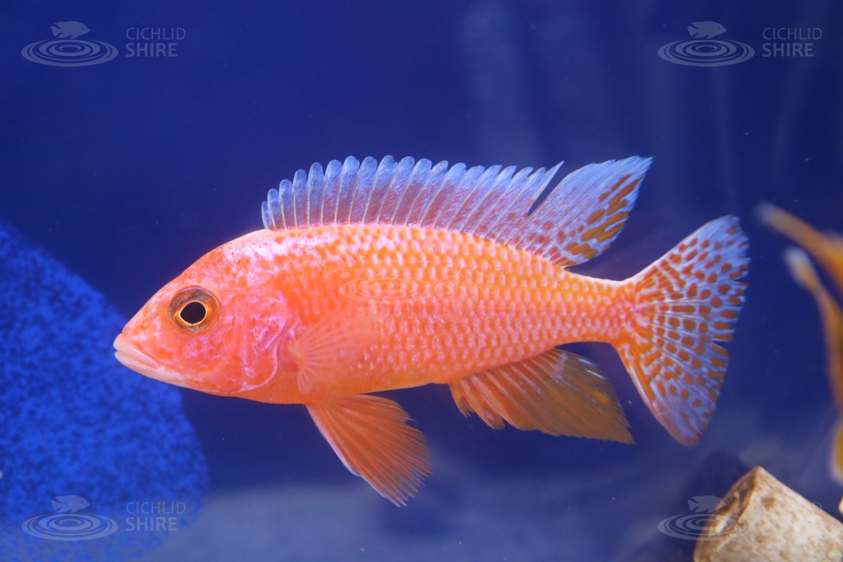 Firefish Peacock Cichlid