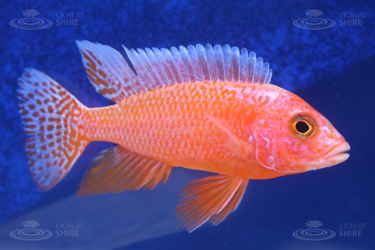 Strawberry Peacock Cichlid