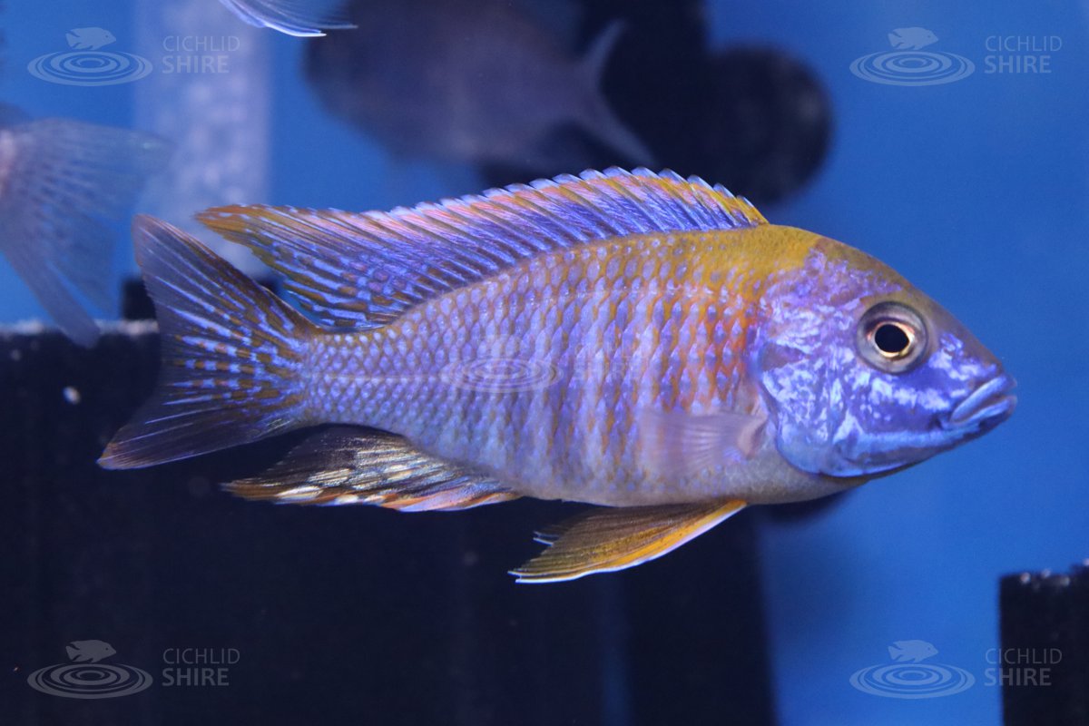 Lemon Jake Peacock Cichlid