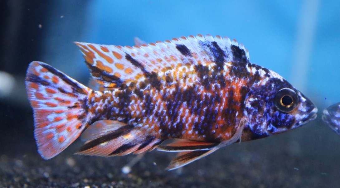 OB Peacock Cichlid