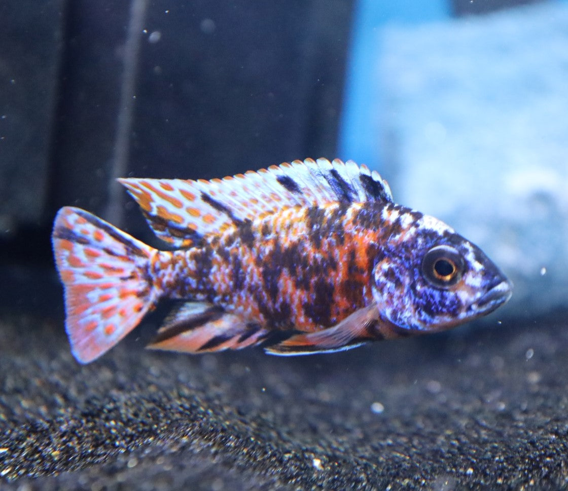 OB Peacock Cichlid