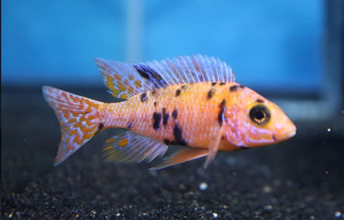 Pink Dragon Blood Cichlid