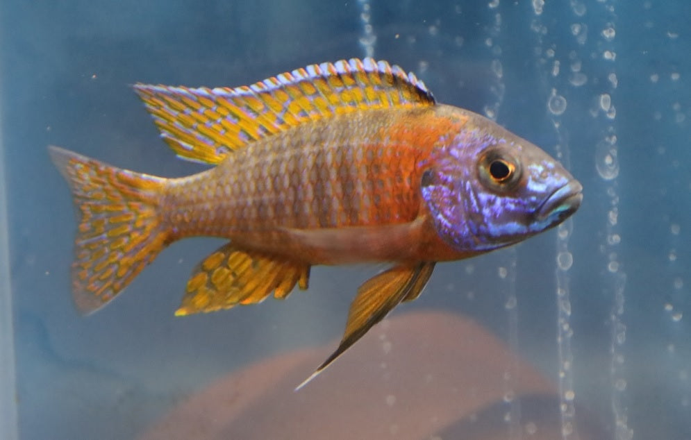 Red Shoulder Peacock
