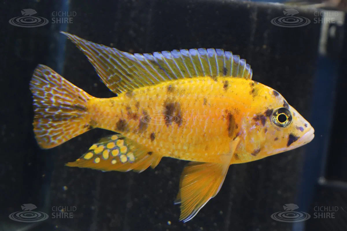 Yellow OB Cichlid