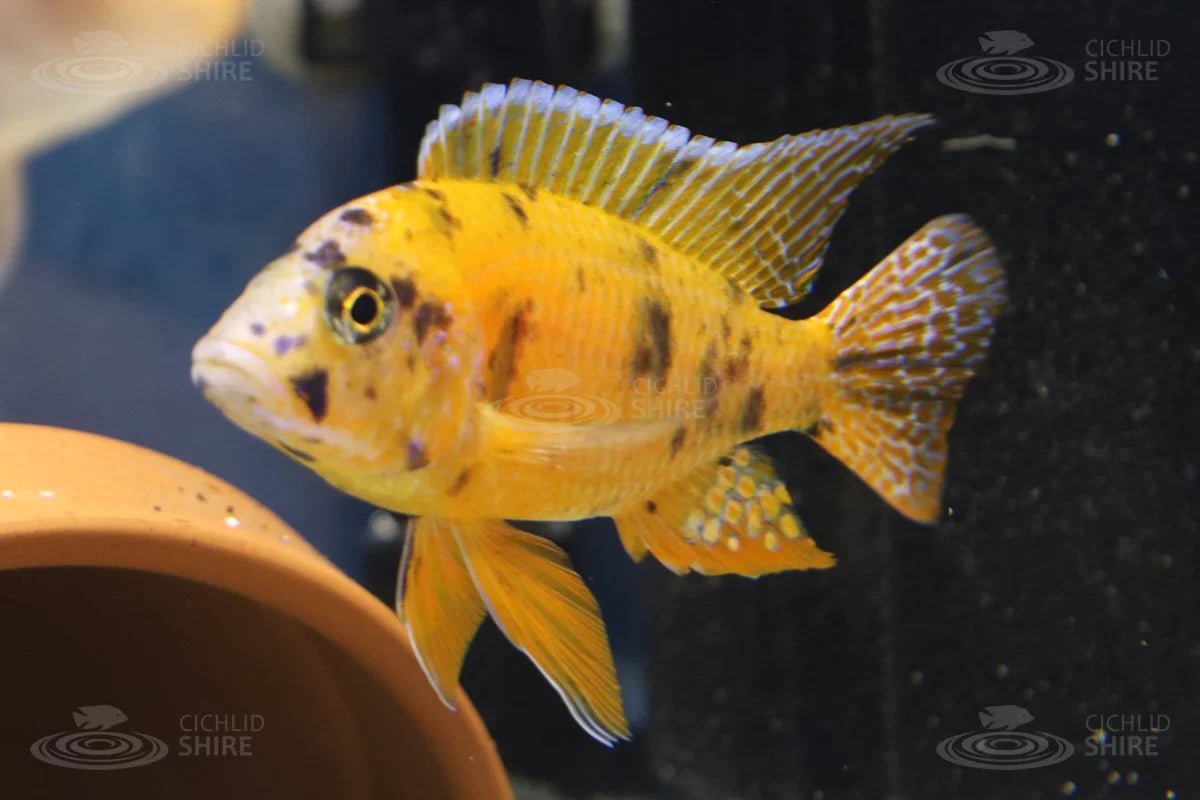 Yellow OB Cichlid