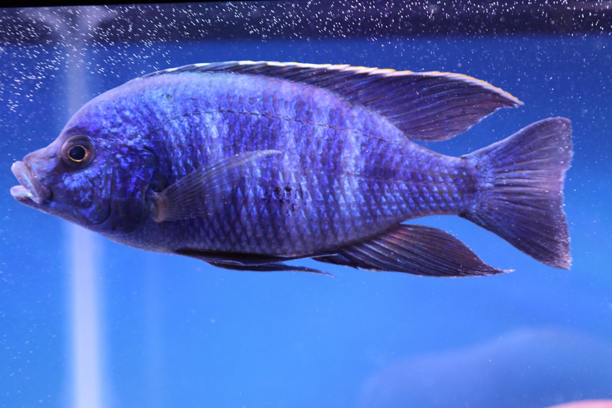 Azureus Cichlid