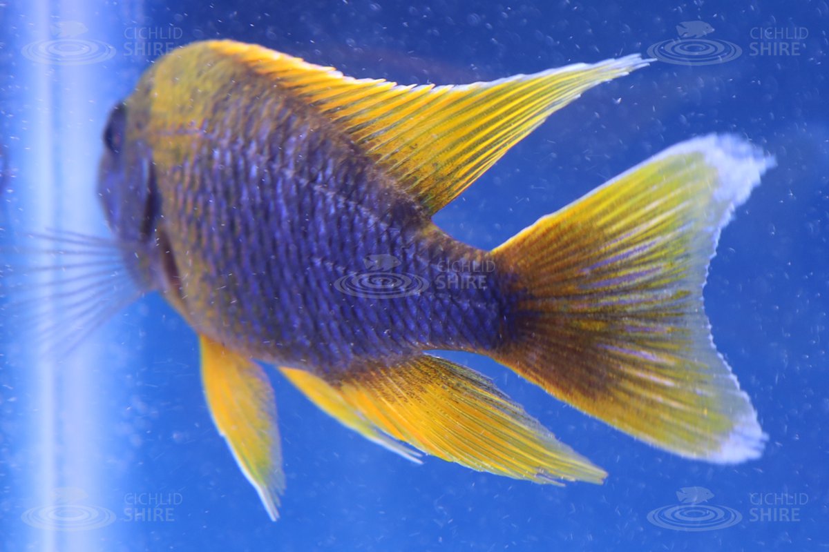 Lemon Jake Cichlid Peacock