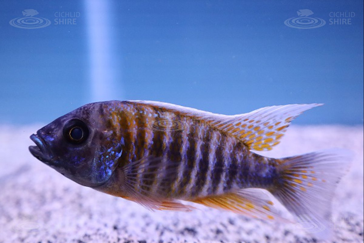 Swallowtail Cichlid
