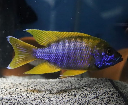 When Do Cichlids Get Their Color?