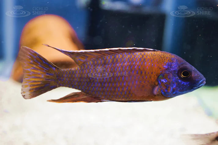 Exploring the Vibrancy of Blue Dragon Blood Cichlid: November's Featur ...