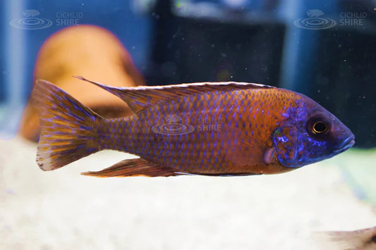 Blue Dragon Blood Cichlid