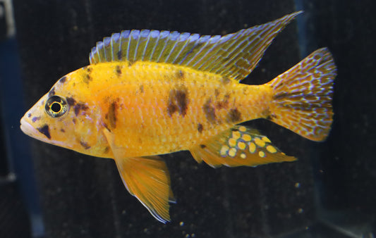 Cichlid Food Optimal Nutrition for Vibrant Colors