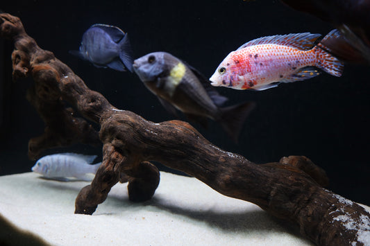 Cichlid Tank Cleaning