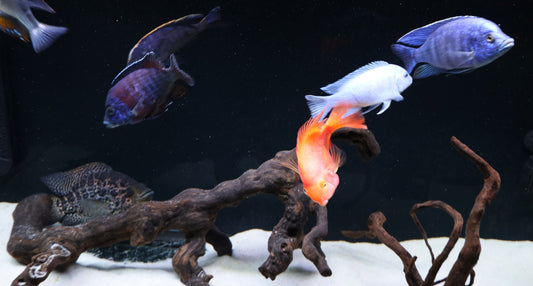 Size Matters: Choosing the Right African Cichlid Fish for Your Aquarium