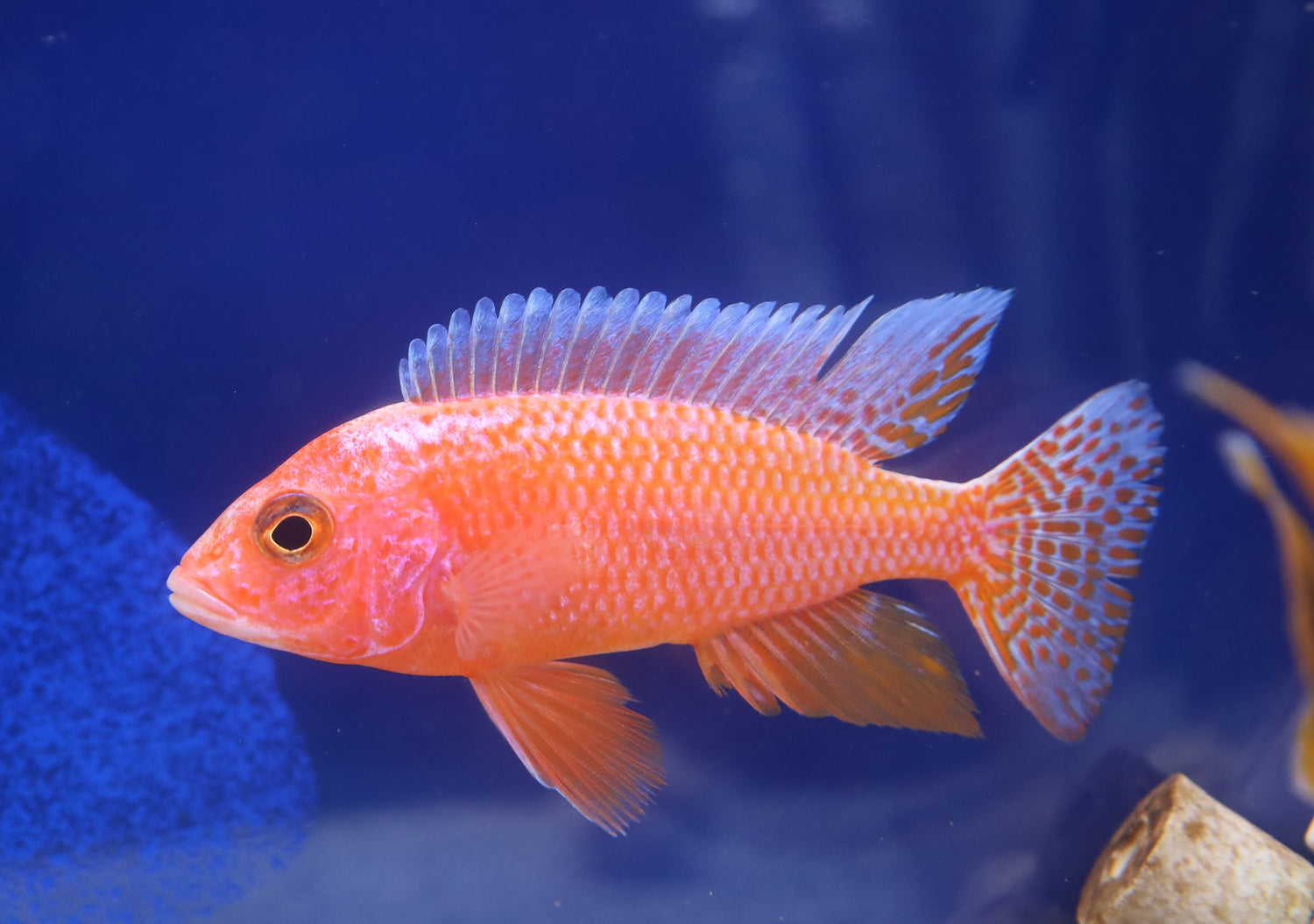 How Many Firefish Can Be Kept Together? – Cichlid Shire