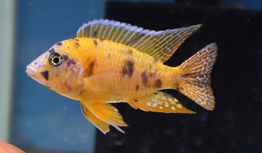 OB Cichlid