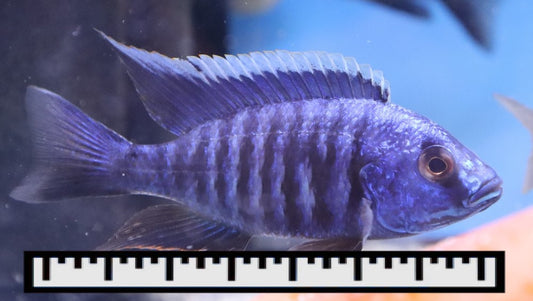 Peacock Cichlid Size