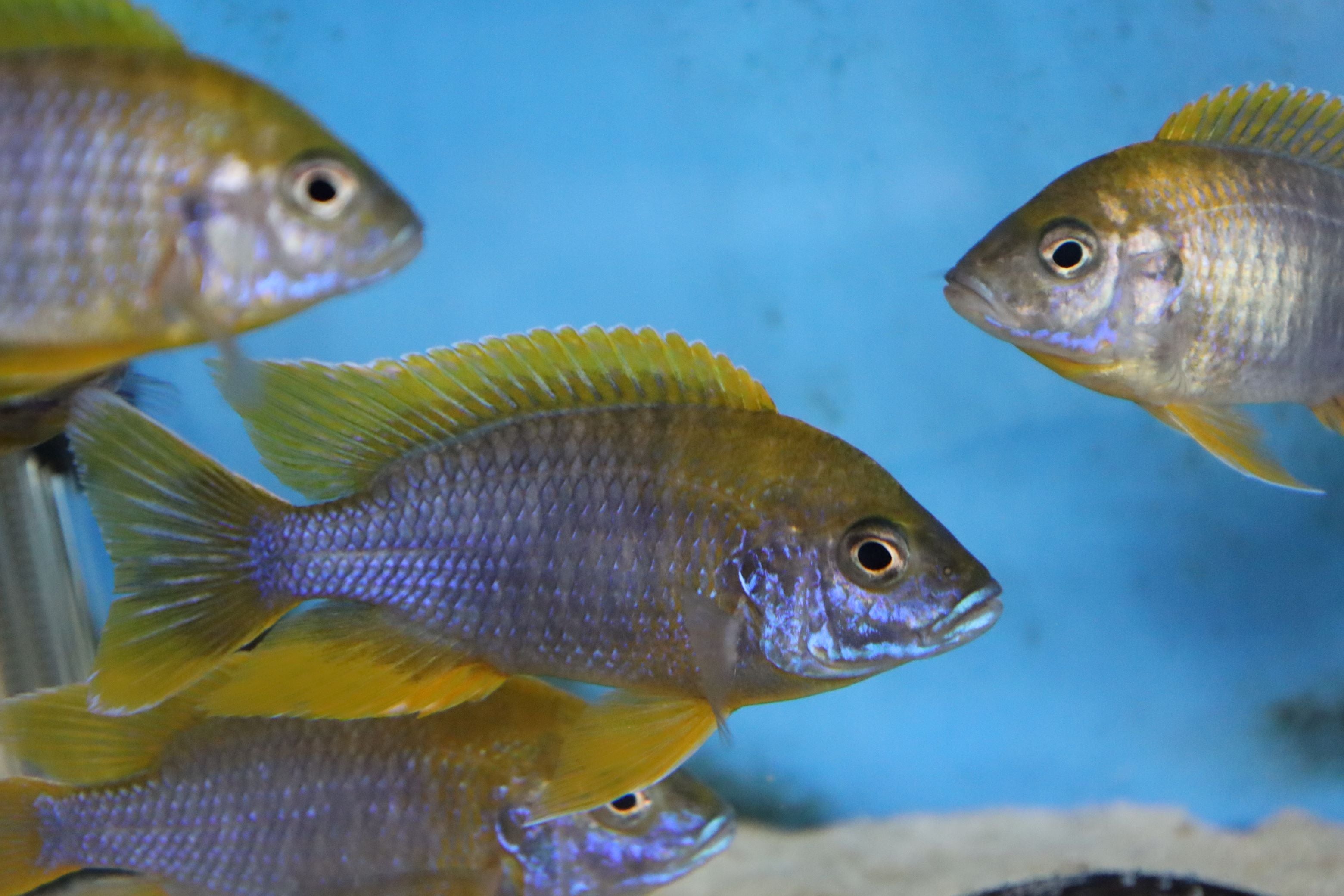 2 to 3 Inch Cichlids – Cichlid Shire