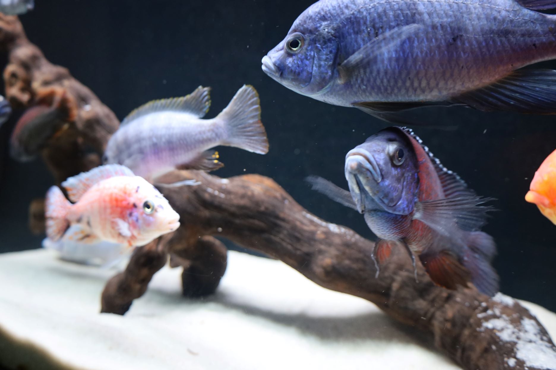 4 to 5 Inch Cichlids – Cichlid Shire
