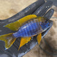 Lemon-Jake-Cichlid