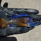 Flametail Peacock Cichlid