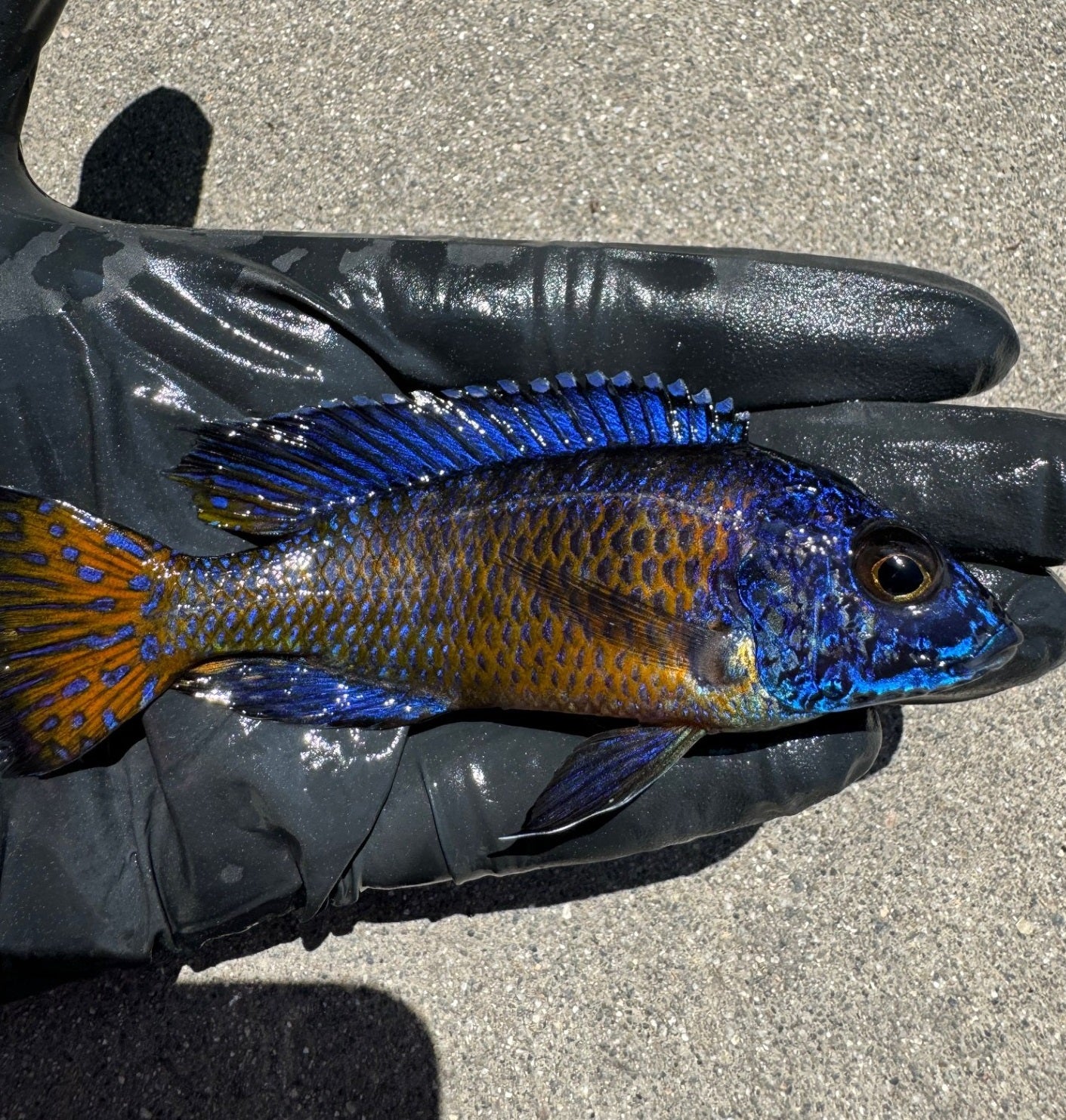 Flametail Peacock Cichlid