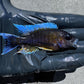 Peacock Cichlid Package for Sale