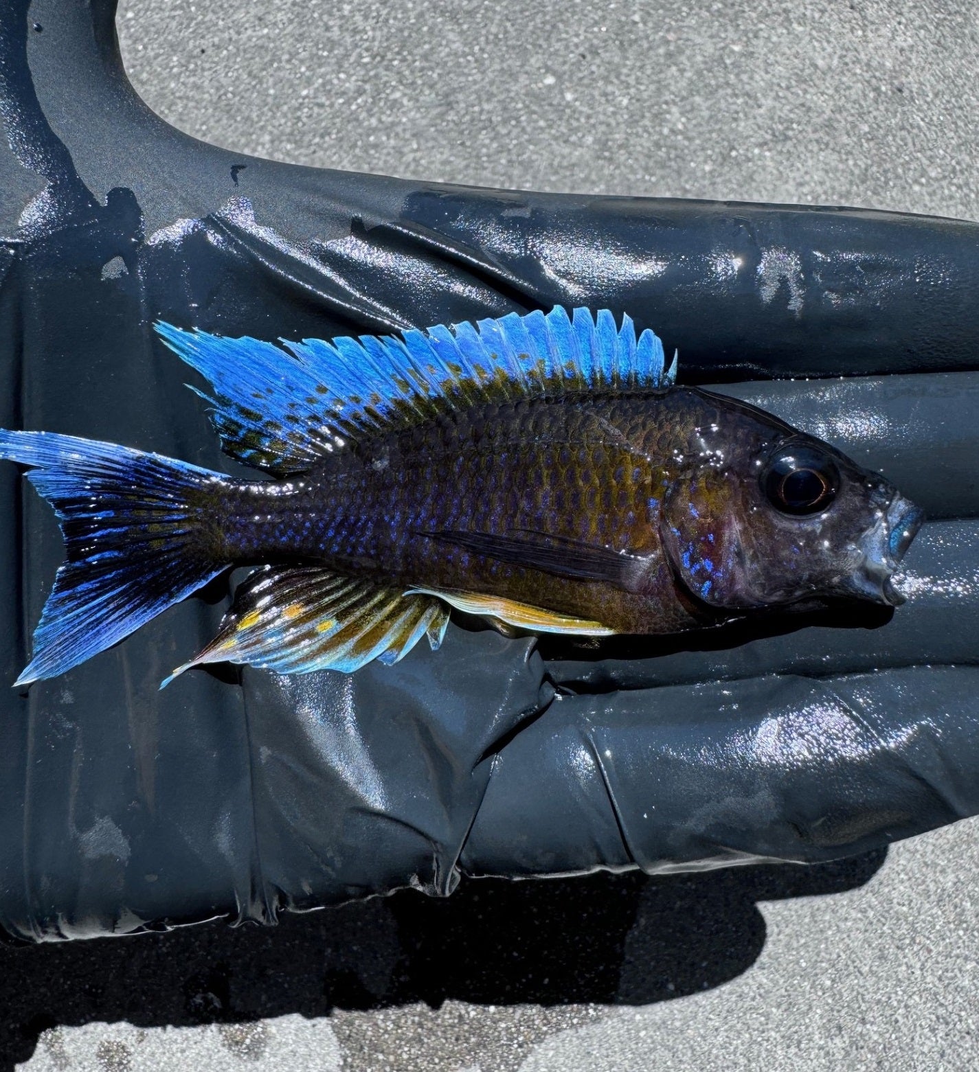 Peacock Cichlid Package for Sale